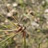 Fotografia 12 da espécie Juncus bulbosus do Jardim Botânico UTAD