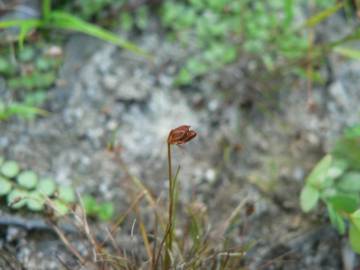 Fotografia da espécie Juncus bulbosus