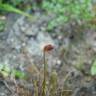 Fotografia 13 da espécie Juncus bulbosus do Jardim Botânico UTAD