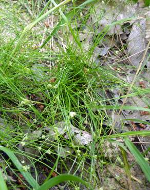 Fotografia 15 da espécie Juncus bulbosus no Jardim Botânico UTAD