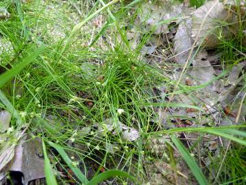 Fotografia da espécie Juncus bulbosus