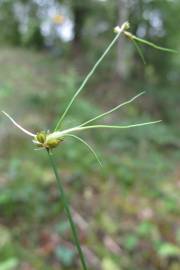 Fotografia da espécie Juncus bulbosus