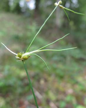 Fotografia 17 da espécie Juncus bulbosus no Jardim Botânico UTAD