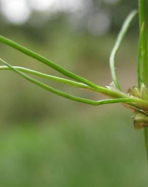 Fotografia 19 da espécie Juncus bulbosus no Jardim Botânico UTAD