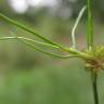 Fotografia 19 da espécie Juncus bulbosus do Jardim Botânico UTAD