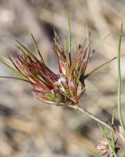 Fotografia da espécie Juncus bulbosus