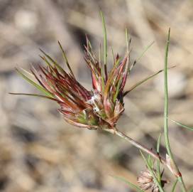 Fotografia da espécie Juncus bulbosus