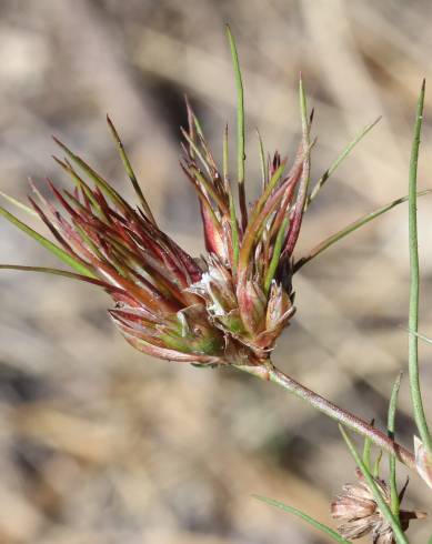 Fotografia de capa Juncus bulbosus - do Jardim Botânico