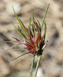 Fotografia da espécie Juncus bulbosus