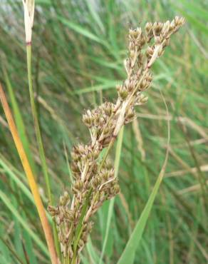 Fotografia 8 da espécie Juncus maritimus no Jardim Botânico UTAD