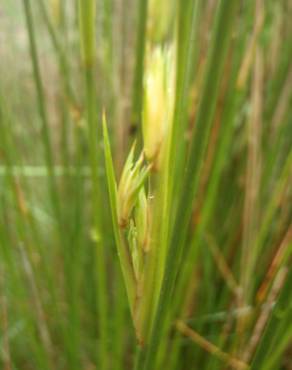 Fotografia 9 da espécie Juncus maritimus no Jardim Botânico UTAD