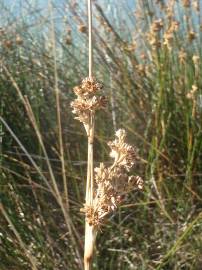 Fotografia da espécie Juncus maritimus