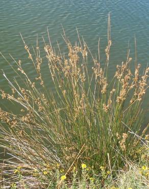 Fotografia 12 da espécie Juncus maritimus no Jardim Botânico UTAD