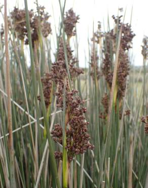 Fotografia 13 da espécie Juncus maritimus no Jardim Botânico UTAD