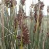 Fotografia 13 da espécie Juncus maritimus do Jardim Botânico UTAD