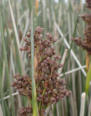 Fotografia 1 da espécie Juncus maritimus no Jardim Botânico UTAD