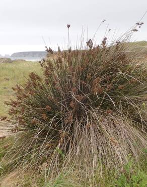 Fotografia 14 da espécie Juncus maritimus no Jardim Botânico UTAD