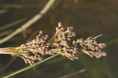 Fotografia da espécie Juncus maritimus