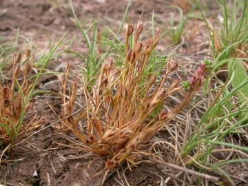 Fotografia da espécie Juncus bufonius