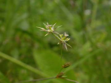 Fotografia da espécie Juncus bufonius