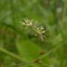 Fotografia 17 da espécie Juncus bufonius do Jardim Botânico UTAD