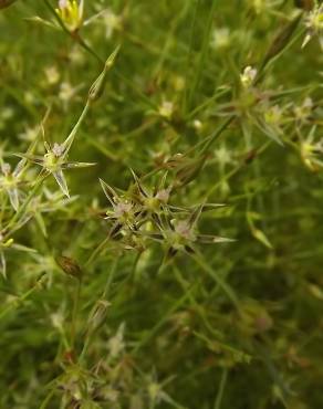 Fotografia 18 da espécie Juncus bufonius no Jardim Botânico UTAD