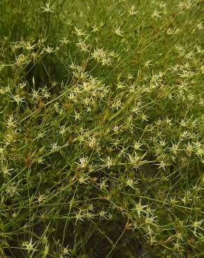 Fotografia 19 da espécie Juncus bufonius no Jardim Botânico UTAD