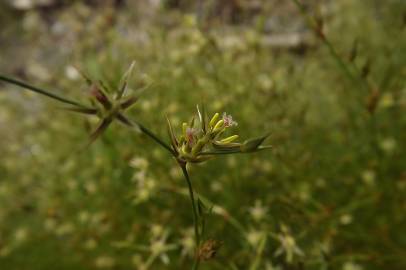 Fotografia da espécie Juncus bufonius