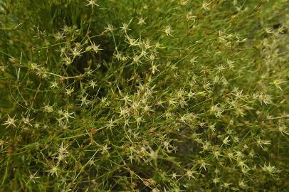 Fotografia da espécie Juncus bufonius