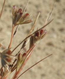 Fotografia da espécie Juncus bufonius