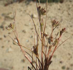 Fotografia da espécie Juncus bufonius