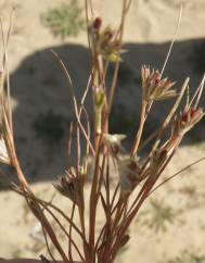 Juncus bufonius