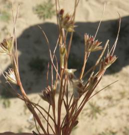 Fotografia da espécie Juncus bufonius