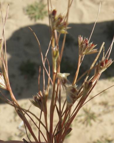 Fotografia de capa Juncus bufonius - do Jardim Botânico