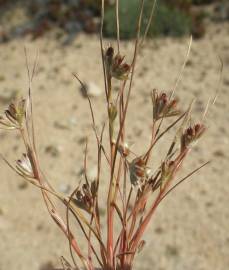 Fotografia da espécie Juncus bufonius