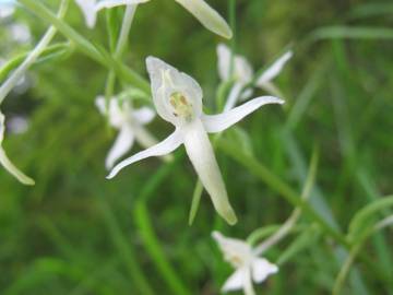 Fotografia da espécie Platanthera bifolia