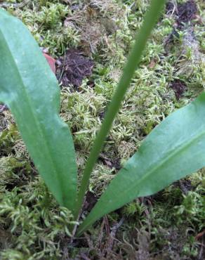 Fotografia 3 da espécie Platanthera bifolia no Jardim Botânico UTAD