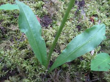 Fotografia da espécie Platanthera bifolia