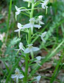 Fotografia da espécie Platanthera bifolia