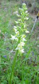 Fotografia da espécie Platanthera bifolia