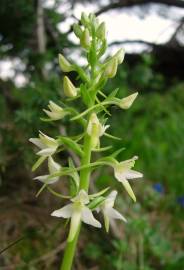 Fotografia da espécie Platanthera bifolia