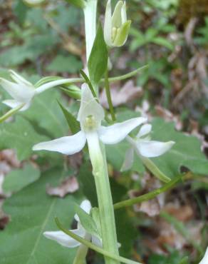 Fotografia 6 da espécie Platanthera bifolia no Jardim Botânico UTAD