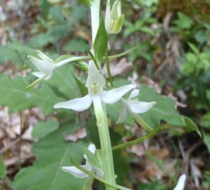 Fotografia da espécie Platanthera bifolia