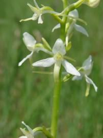 Fotografia da espécie Platanthera bifolia