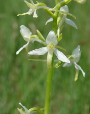 Fotografia 7 da espécie Platanthera bifolia no Jardim Botânico UTAD