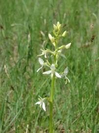 Fotografia da espécie Platanthera bifolia