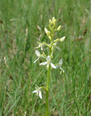 Fotografia 8 da espécie Platanthera bifolia no Jardim Botânico UTAD