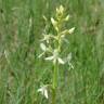 Fotografia 8 da espécie Platanthera bifolia do Jardim Botânico UTAD