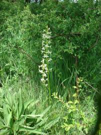 Fotografia da espécie Platanthera bifolia