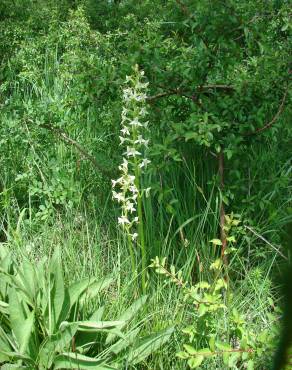 Fotografia 9 da espécie Platanthera bifolia no Jardim Botânico UTAD